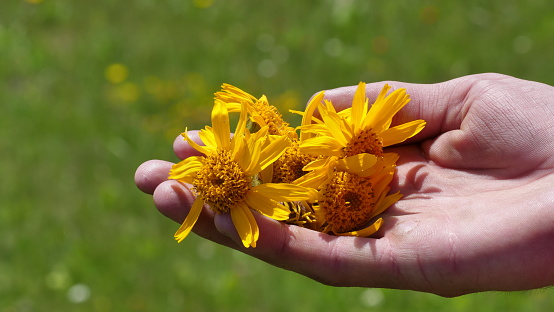 Fresh Arnica montana flowers held in hand β the key natural botanical ingredient in ArniCura foot cream